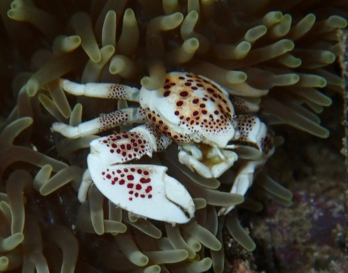 Gefleckte Porzellankrabbe — Bild 5 von 8