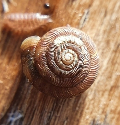 Gefleckte Schüsselschnecke — Bild 4 von 9