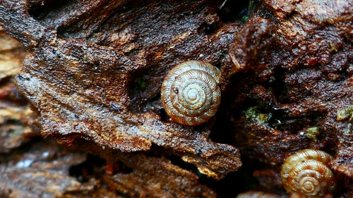 Gefleckte Schüsselschnecke — Bild 3 von 9