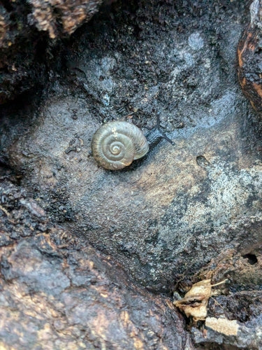 Gefleckte Schüsselschnecke — Bild 2 von 9