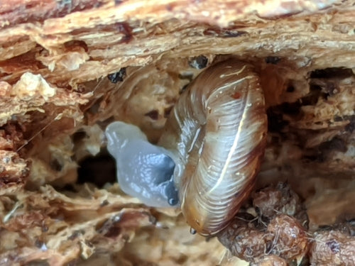 Gefleckte Schüsselschnecke — Bild 5 von 9
