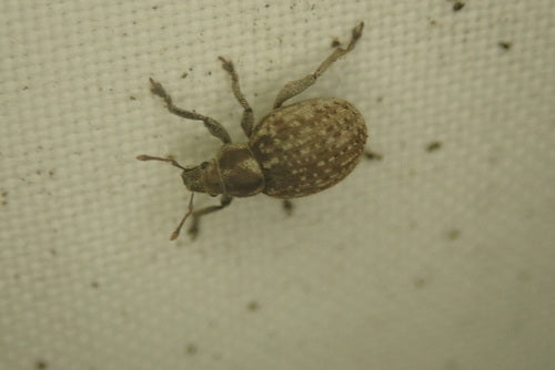 Gefleckter Rüsselkäfer — Bild 5 von 10