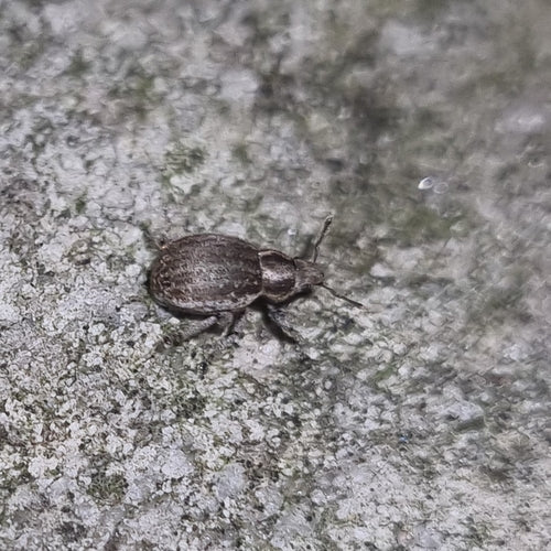 Gefleckter Rüsselkäfer — Bild 3 von 10