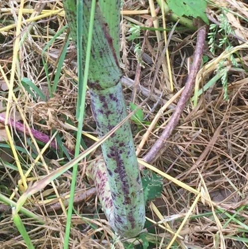 Gefleckter Schierling — Bild 5 von 10