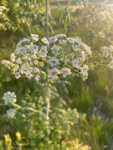 Gefleckter Schierling — Bild 3 von 10