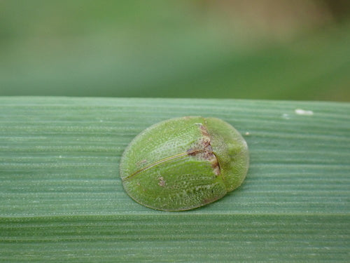 Gefleckter Schildkäfer — Bild 4 von 11