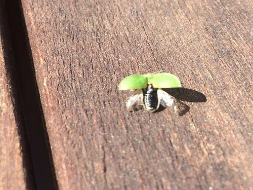 Gefleckter Schildkäfer — Bild 5 von 11