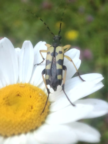 Gefleckter Schmalbock — Bild 2 von 9