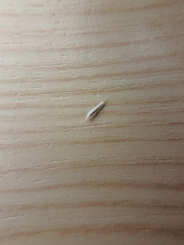 Geisterfischchen — Bild 5 von 8
