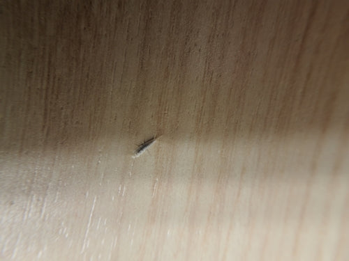 Geisterfischchen — Bild 4 von 8