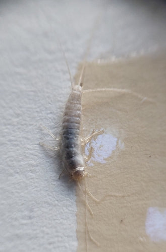 Geisterfischchen — Bild 3 von 8