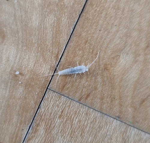 Geisterfischchen — Bild 2 von 8
