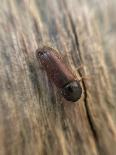 Gekämmter Nagekäfer — Bild 3