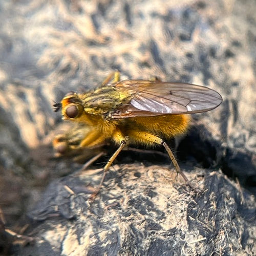 Gelbe Dungfliege — Bild 5 von 9