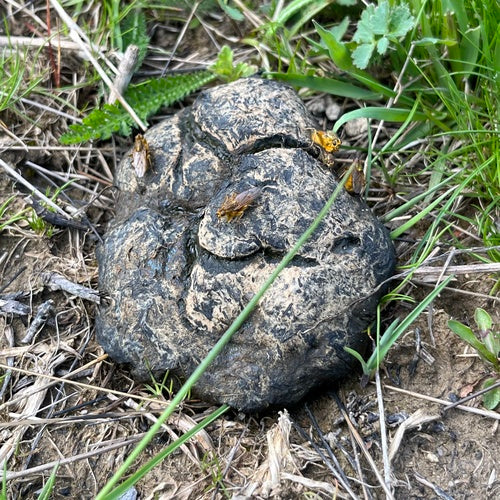 Gelbe Dungfliege — Bild 3 von 9