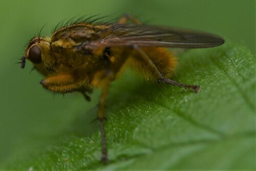 Gelbe Dungfliege — Bild 2 von 9