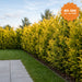 Gelbe Leylandzypresse 'Gold Rider' – Topf, 80–100 cm