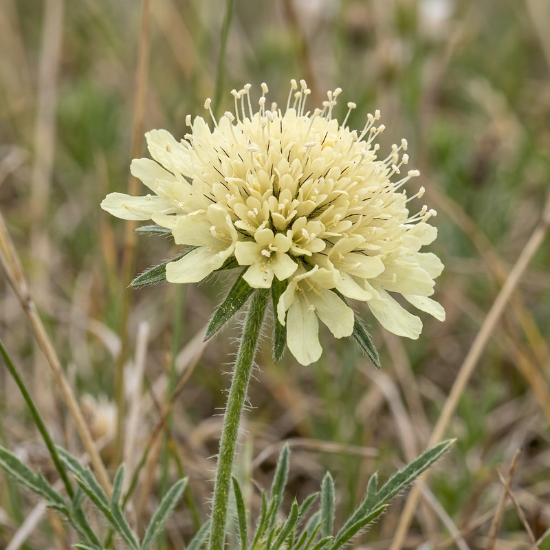 Gelbe Skabiose (Scabiosa ochroleuca), KI-Illustration