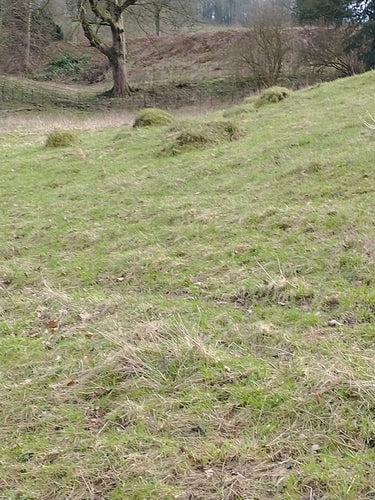 Gelbe Wiesenameise — Bild 2 von 9