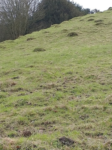 Gelbe Wiesenameise — Bild 3 von 9