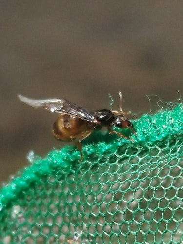 Gelbe Wiesenameise — Bild 4 von 9