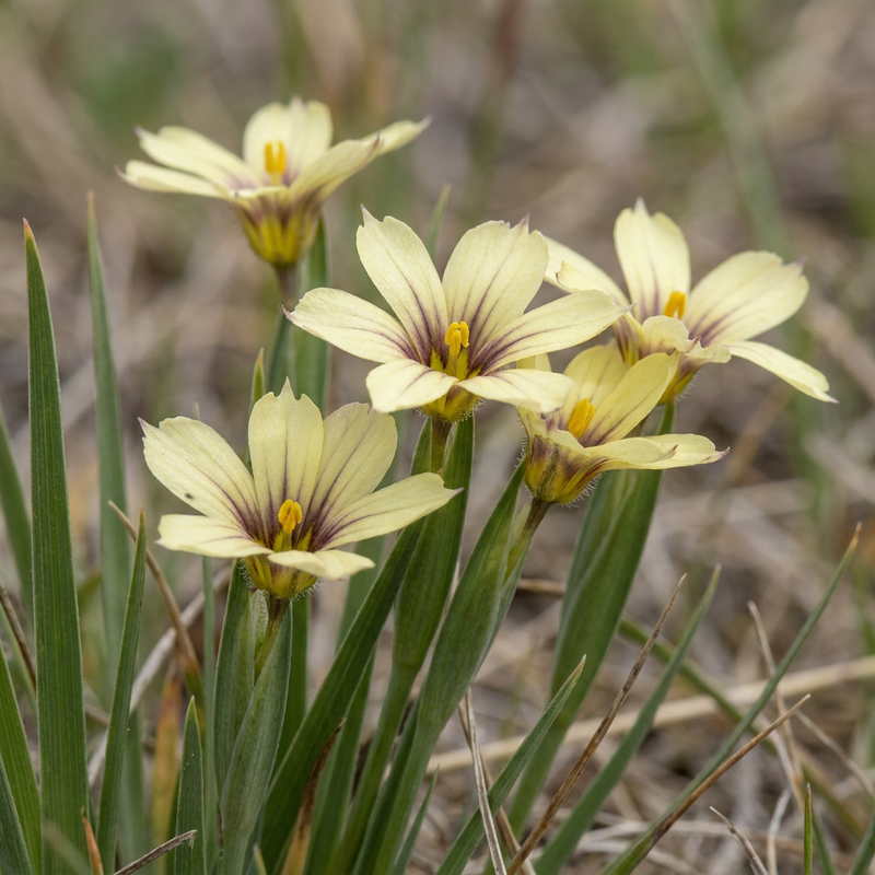 Gelbes Aschenblümchen (Sisyrinchium striatum), KI-Illustration