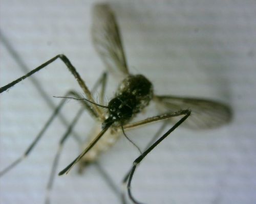 Gelbfiebermücke — Bild 2 von 50