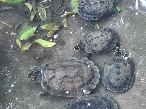 Gelbfleck-Schienenschildkröte — Bild 3 von 8