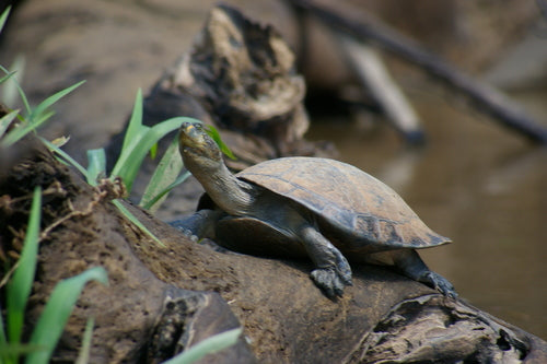 Gelbfleck-Schienenschildkröte — Bild 2 von 8
