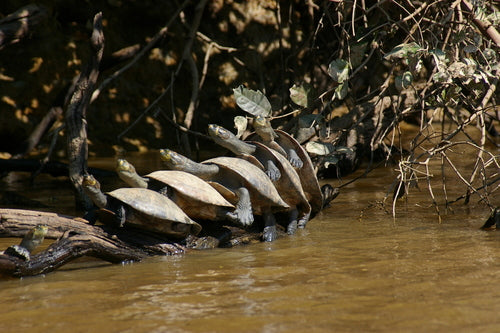 Gelbfleck-Schienenschildkröte — Bild 1 von 8