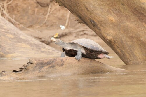 Gelbfleck-Schienenschildkröte — Bild 5 von 8