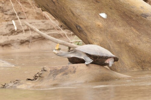 Gelbfleck-Schienenschildkröte — Bild 4 von 8