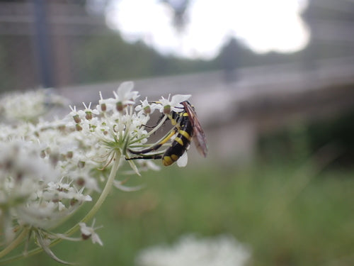 Gelbgefleckte Blattwespe — Bild 5 von 10