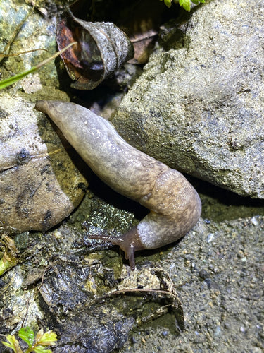 Gemeine Ackerschnecke — Bild 4 von 11