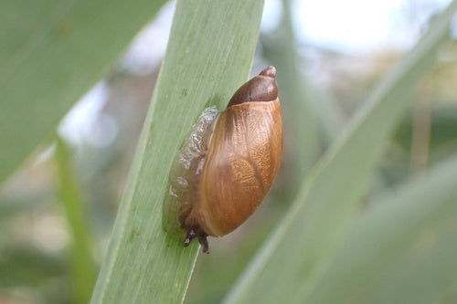 Gemeine Bernsteinschnecke — Bild 4 von 11