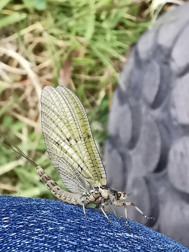Gemeine Eintagsfliege — Bild 5 von 9
