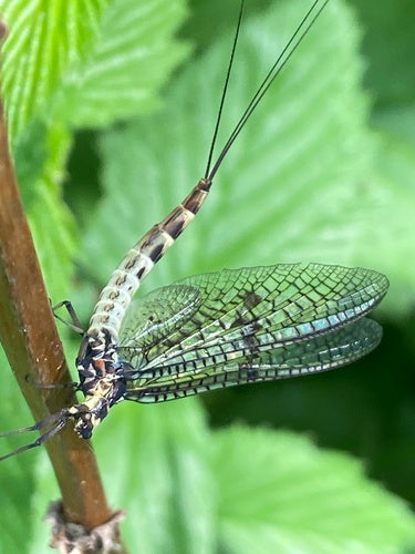 Gemeine Eintagsfliege — Bild 3 von 9