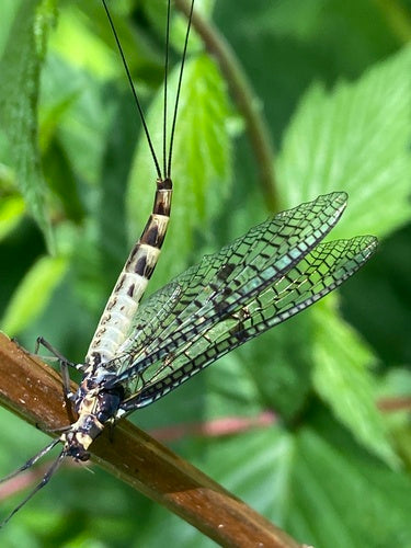 Gemeine Eintagsfliege — Bild 2 von 9