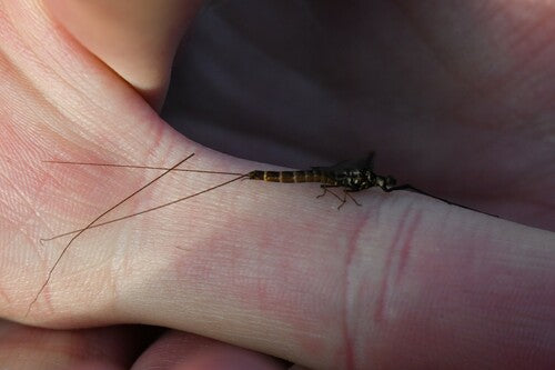 Gemeine Eintagsfliege — Bild 5 von 12