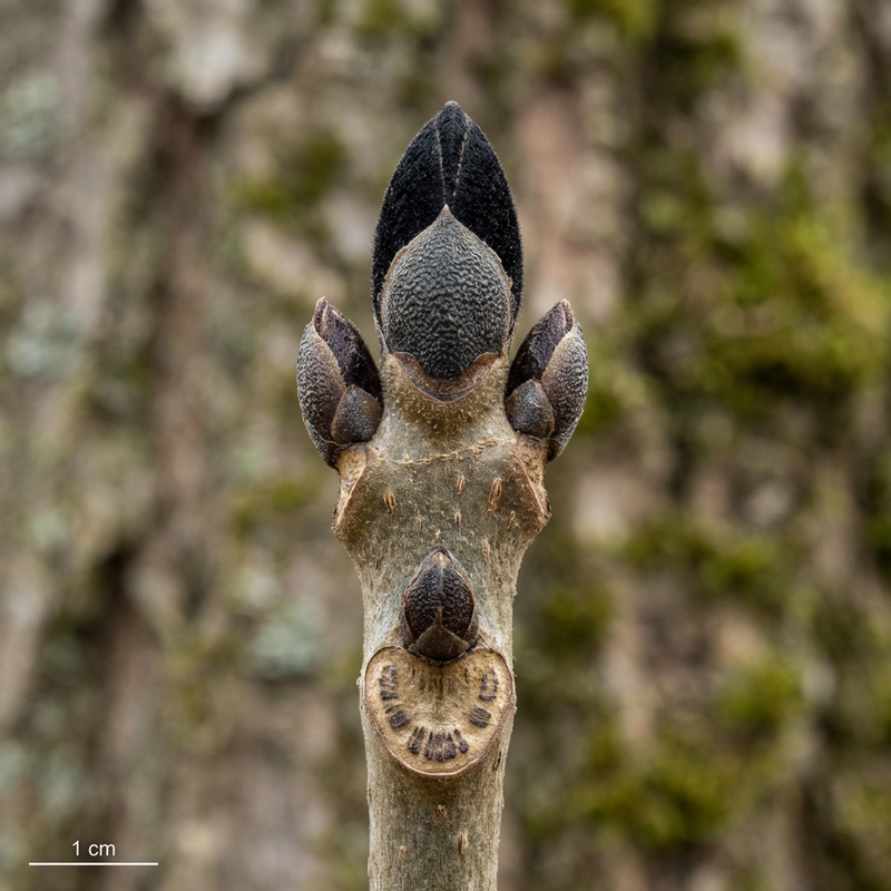 Gemeine Esche (Fraxinus excelsior), KI-Illustration
