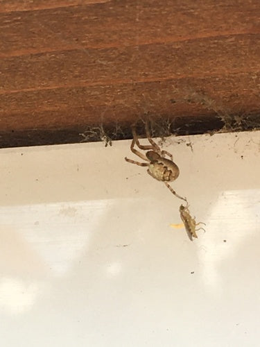 Gemeine Halmfliege — Bild 4 von 8