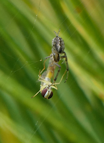 Gemeine Halmfliege — Bild 1 von 8