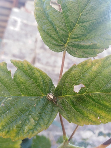 Gemeine Halmfliege — Bild 5 von 8