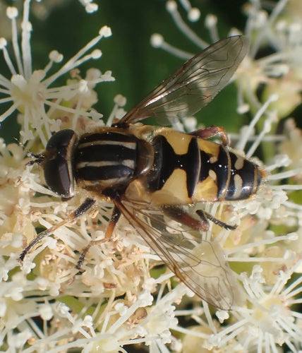 Gemeine Keilfleckschwebfliege — Bild 5 von 12
