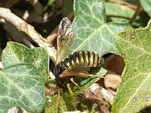Gemeine Keulhornblattwespe — Bild 3 von 8