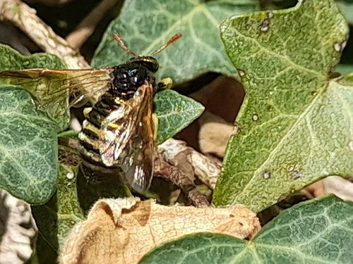 Gemeine Keulhornblattwespe — Bild 2 von 8