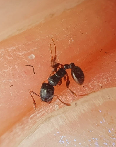 Gemeine Rasenameise — Bild 4 von 8