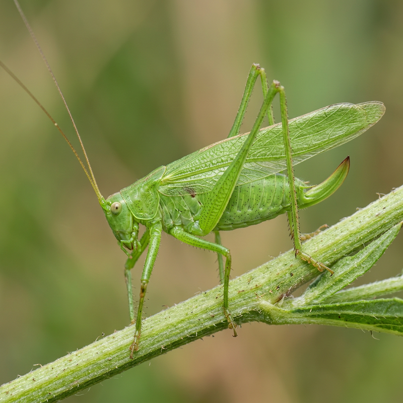 Gemeine Sichelschrecke (Phaneroptera falcata), KI-Illustration