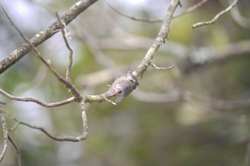 Gemeine Singzikade — Bild 5 von 9
