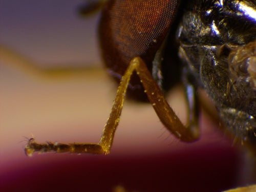 Gemeine Wiesenschwebfliege — Bild 5 von 12
